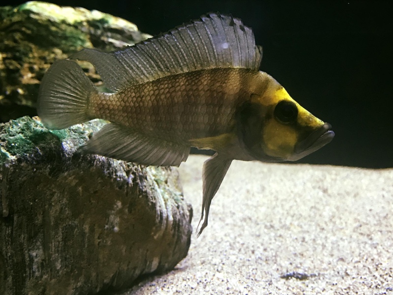 Altolamprologus compressiceps 'Kasanga'